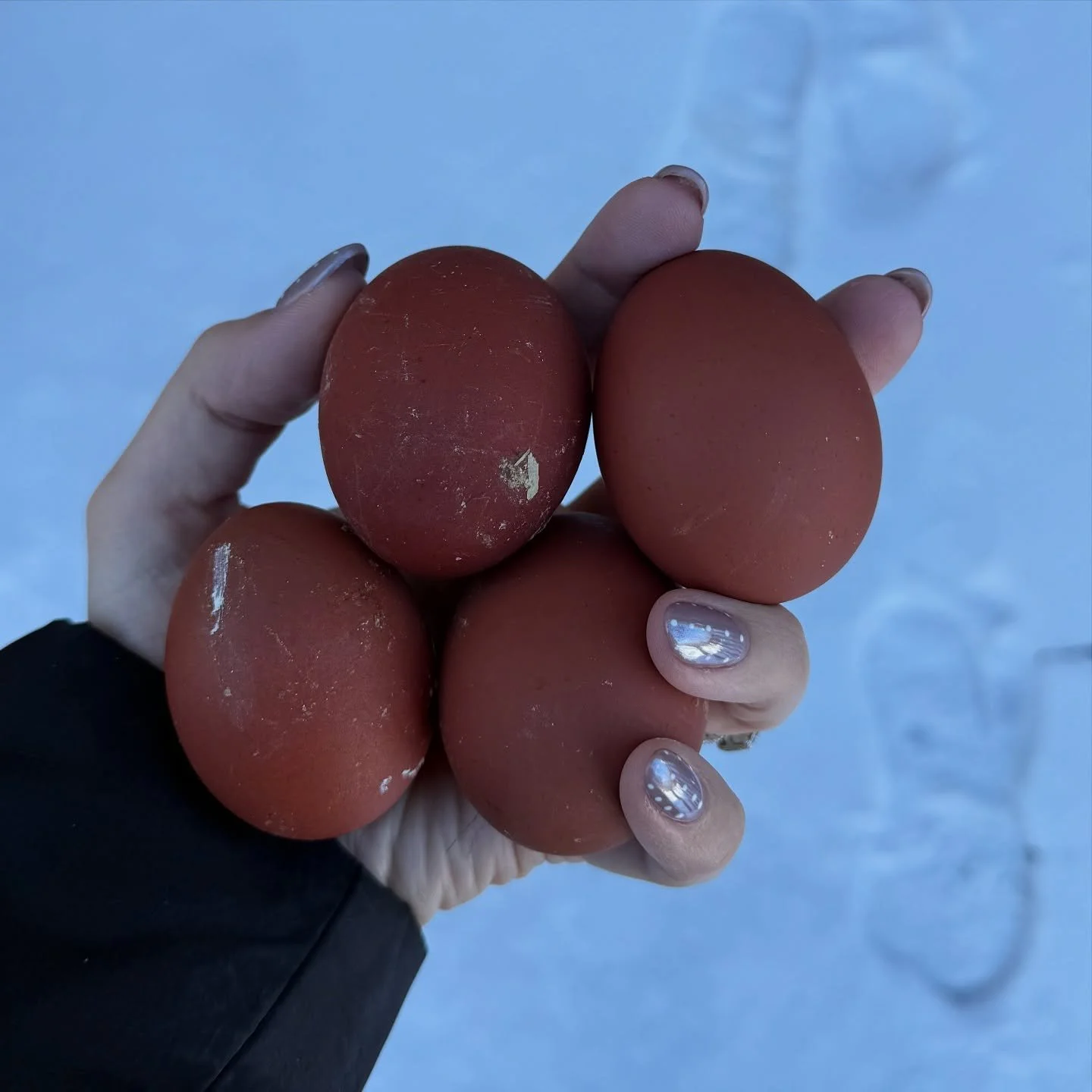 I&rsquo;m so ready to fast forward through the next 3 months into spring.

Went into the coop this morning and my boys in The Chocolate Factory have early signs of frost bite, so we are going to re-insulate the coop and try to figure out a heating me