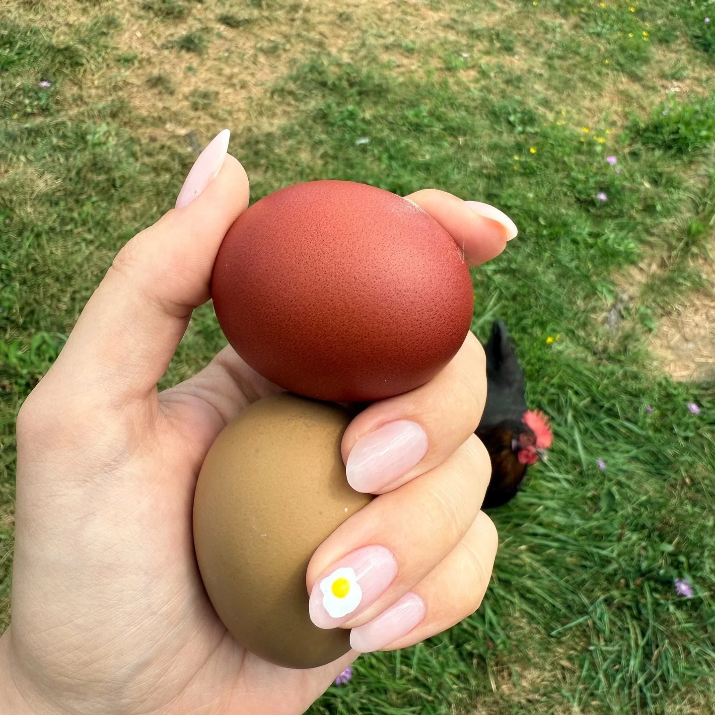 &ldquo;I know those nails from anywhere&rdquo; &mdash; people seeing my egg photos 😂 

In March, I remember I vividly got a comment on a group saying &ldquo;you must not be a chicken person with nails like those&rdquo;. Nope, not at all. So here&rsq