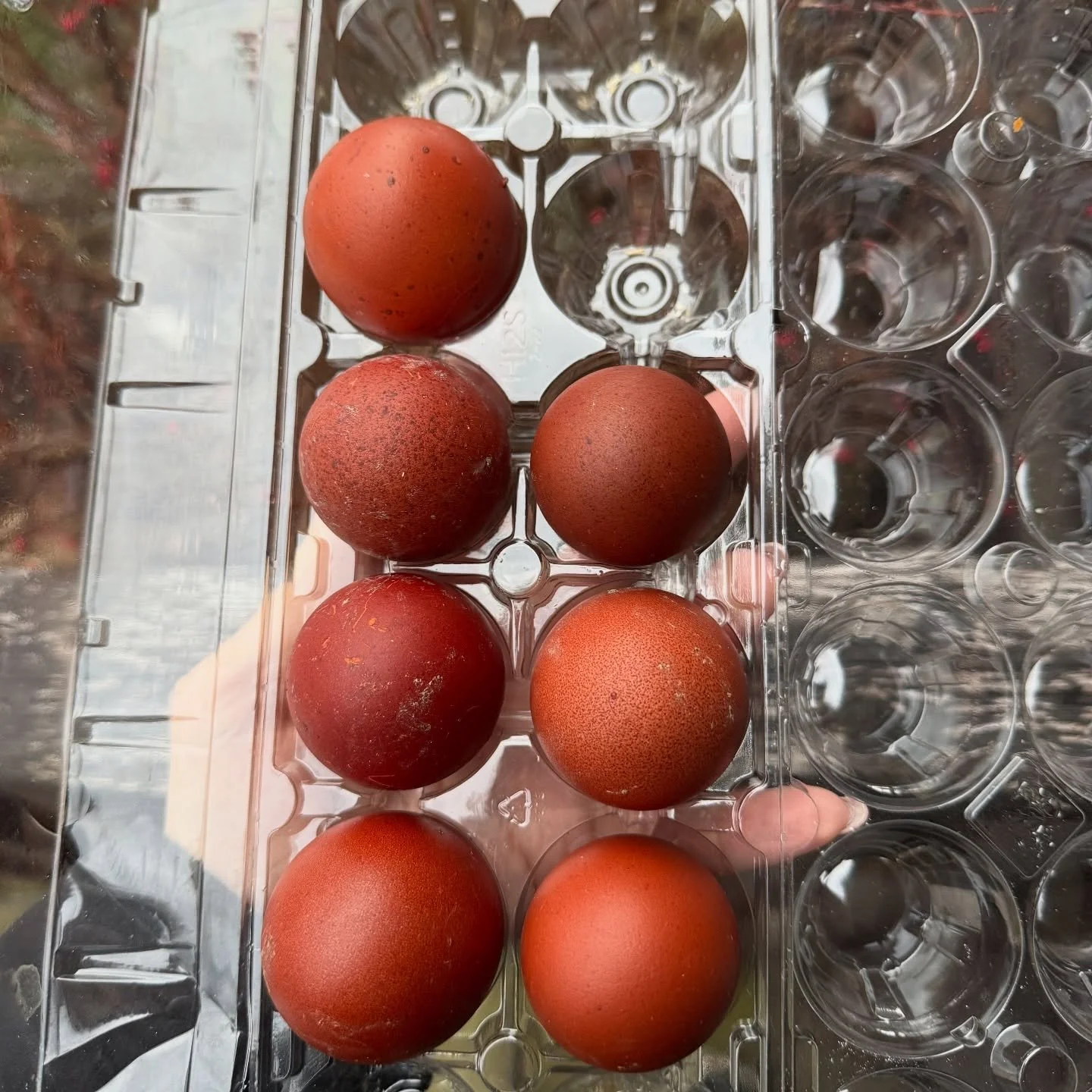 And into the incubator they go&hellip;.