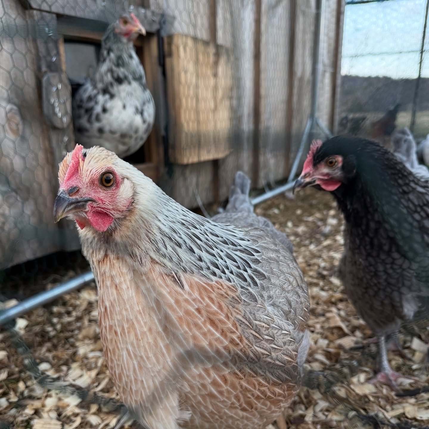 My three favorite girls from my Flock Around &amp; Find Out pen. Once this weather starts to not be -5000 degrees they should start laying. 😝 

I&rsquo;m super excited to see what colors and textures I&rsquo;m going to get!