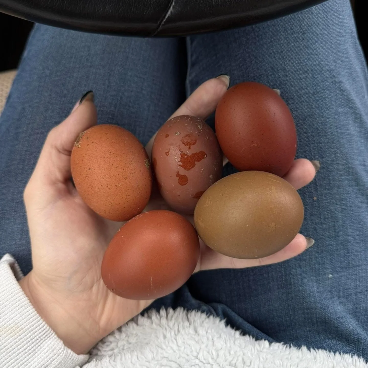 My heavy bloom marans are my favorite eggs so far this winter! ❄️