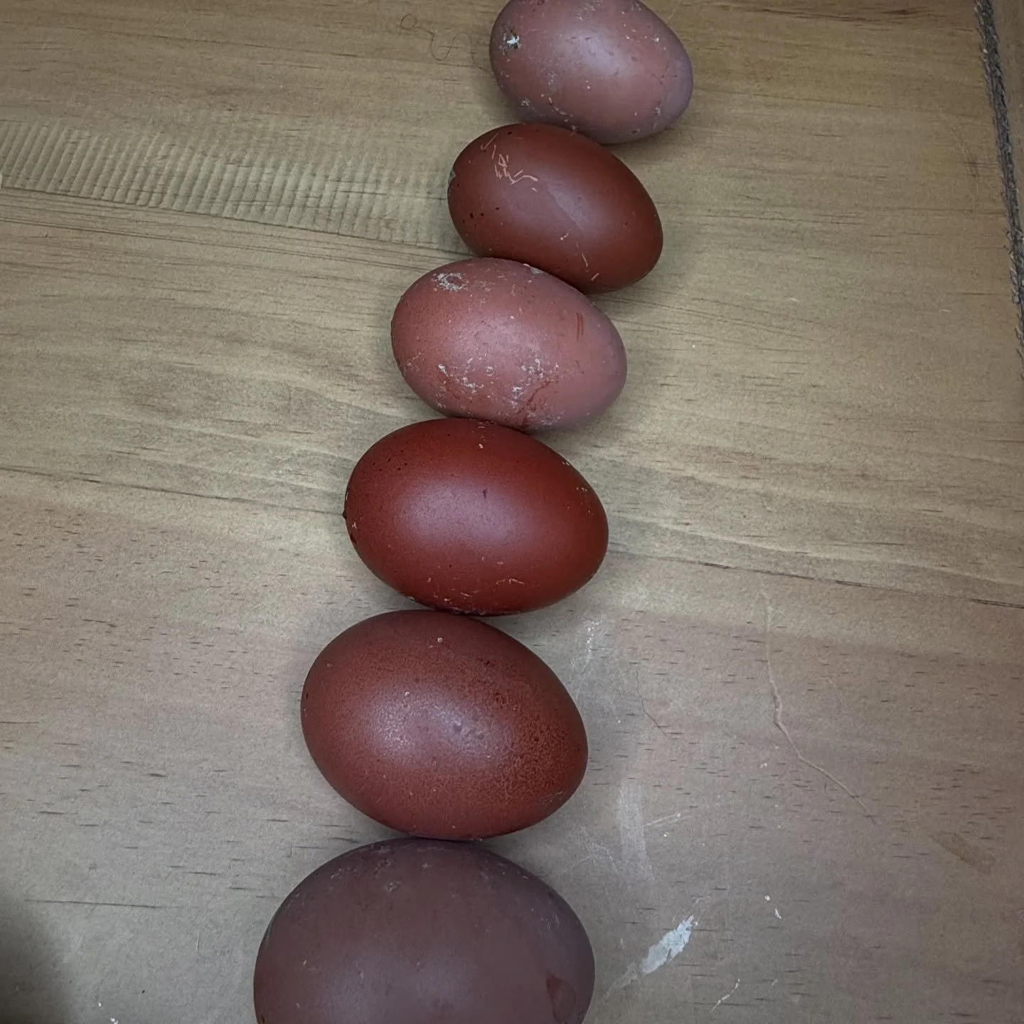 Heavy Blooms. 💜

#rainboweggs #purpleeggs #bcm #blackcoppermarans