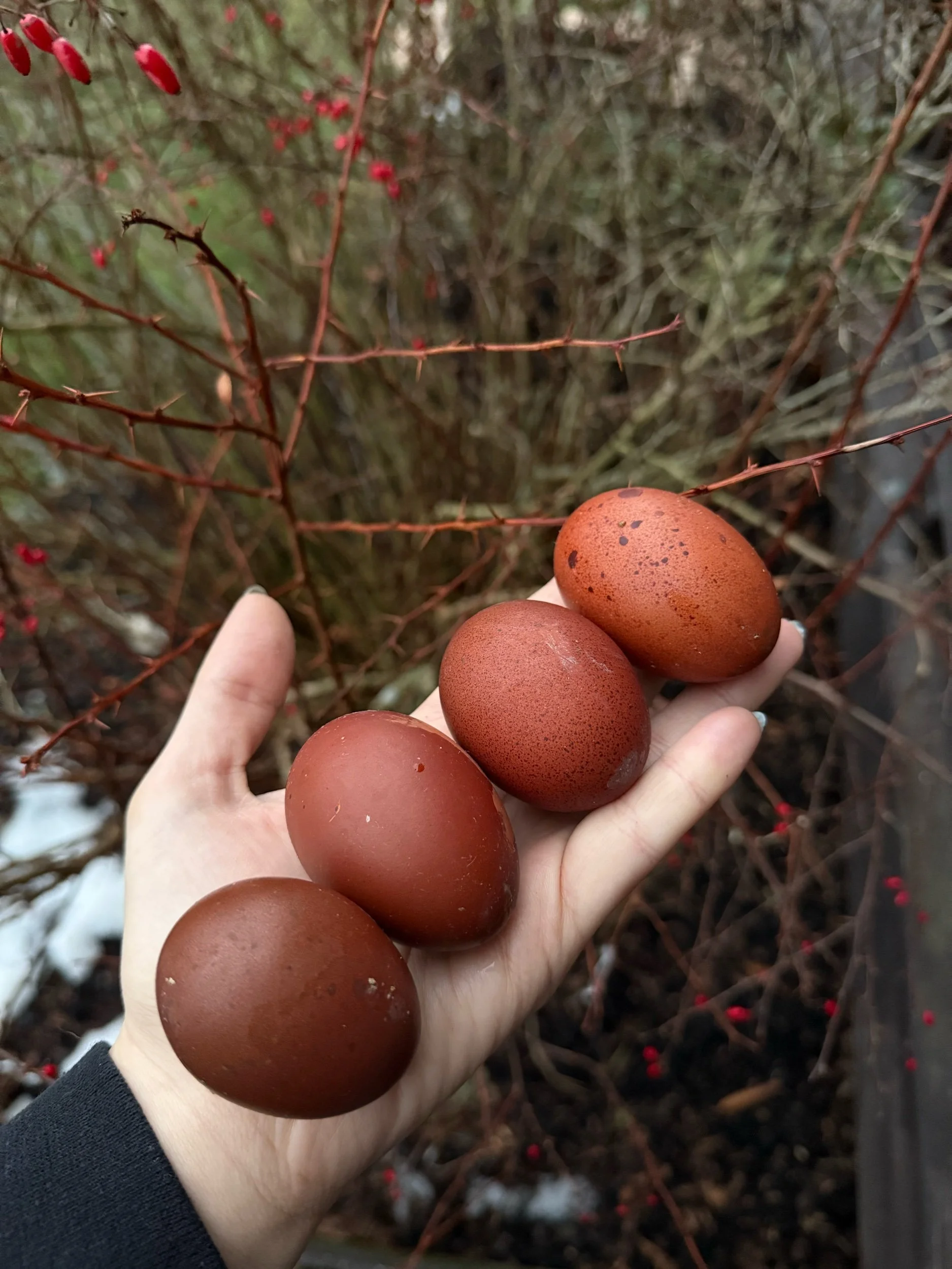 Black Copper Marans