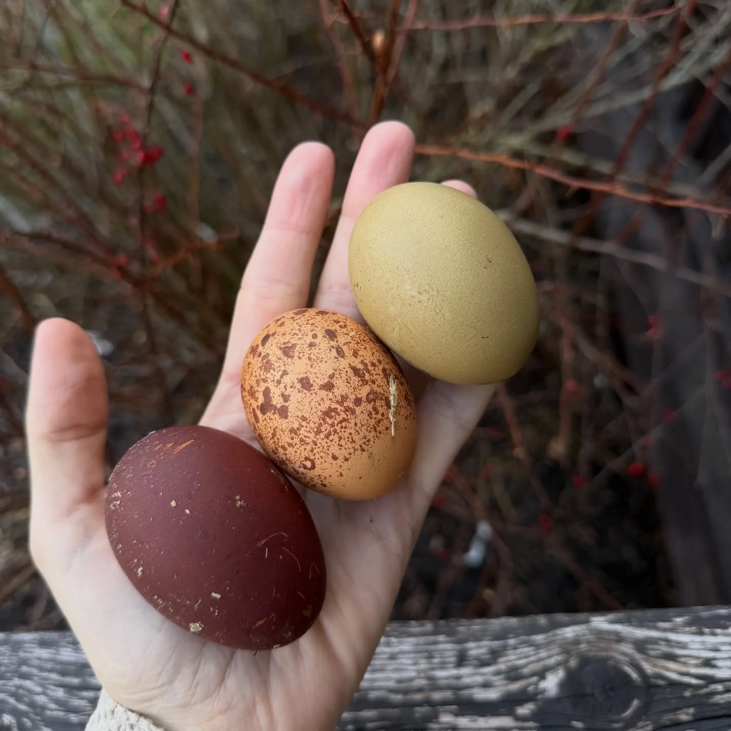 Today&rsquo;s beauties! 🤩 

#bcm #welsummer #oliveegger #rainboweggs #homestead