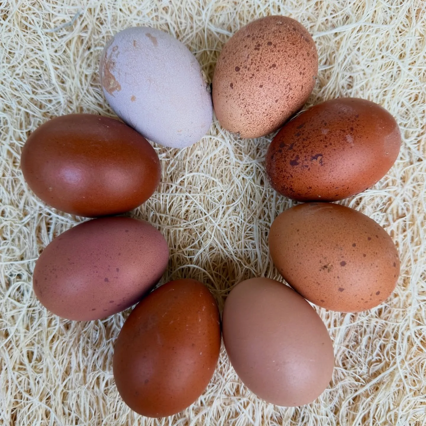 Loving this variety! &hearts;️ 

#rainboweggs #speckledeggs #eggs #heavyblooms #bcm