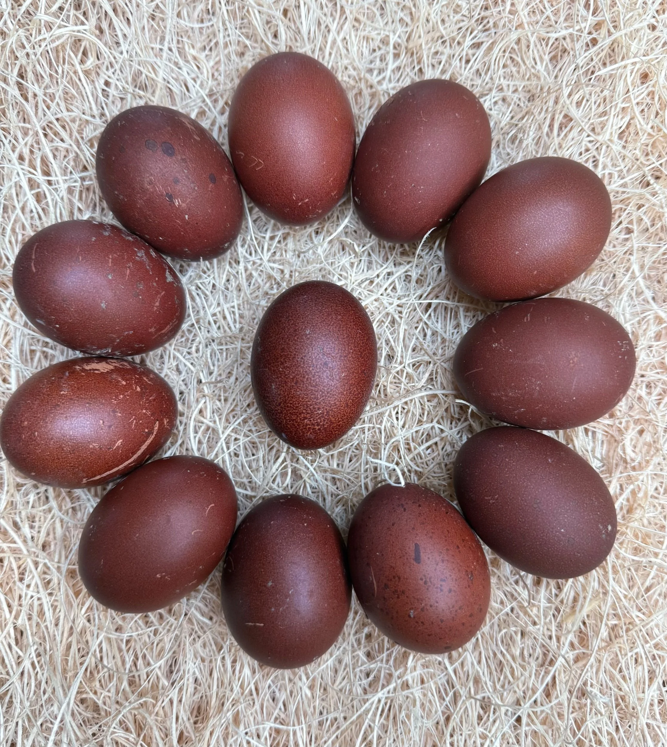 Black Copper Marans Hatching Eggs