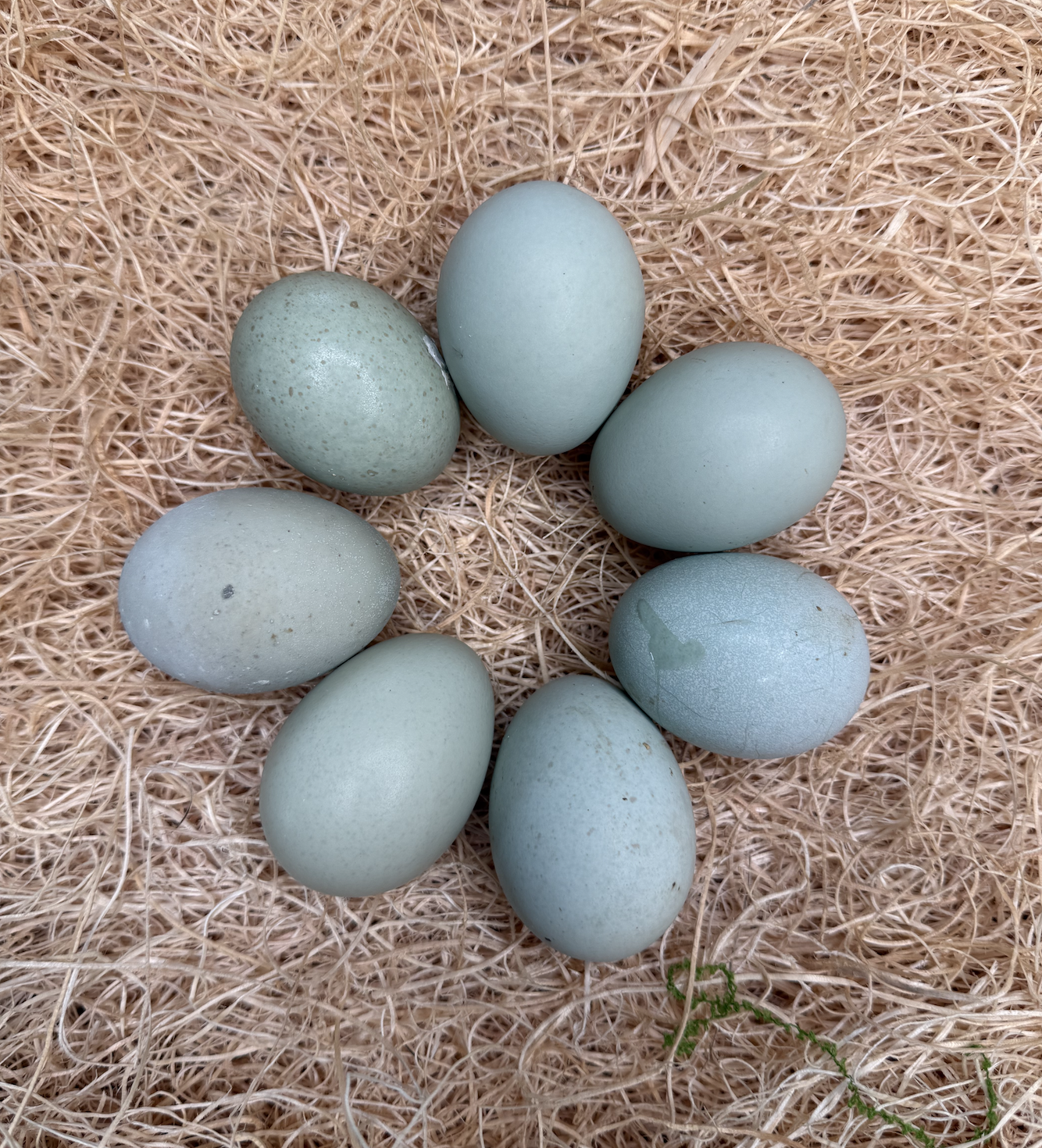 Silverudds Blue Hatching Eggs