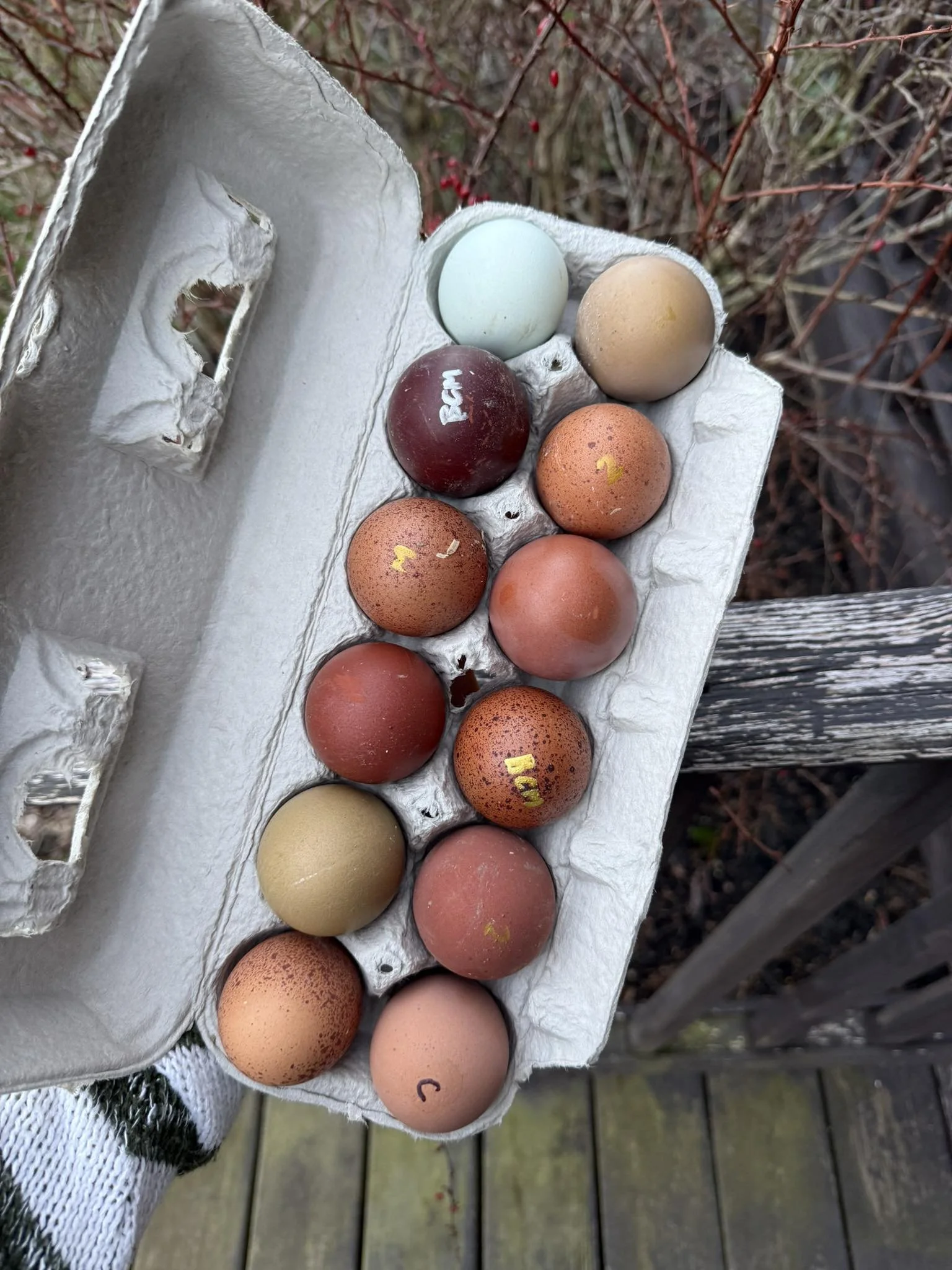 Flock Around & Find Out