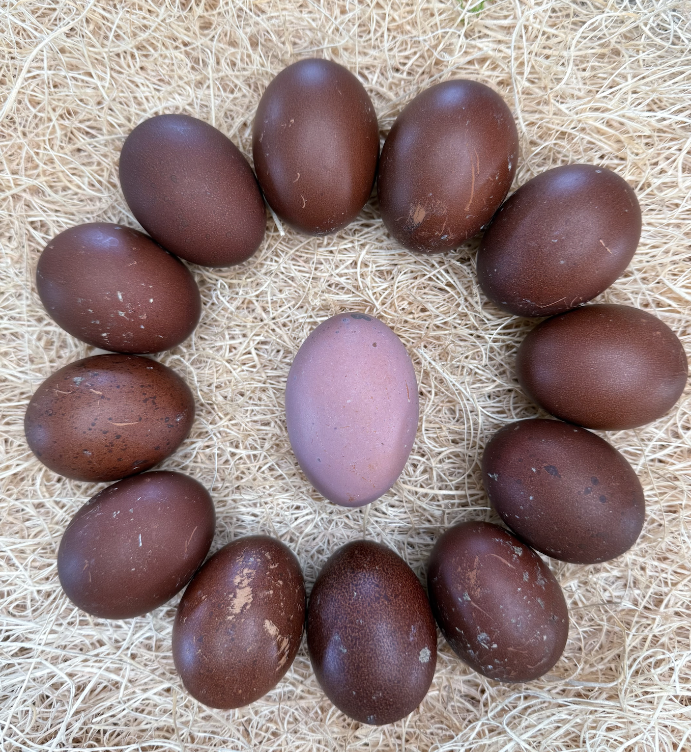 Black Copper Marans Hatching Eggs