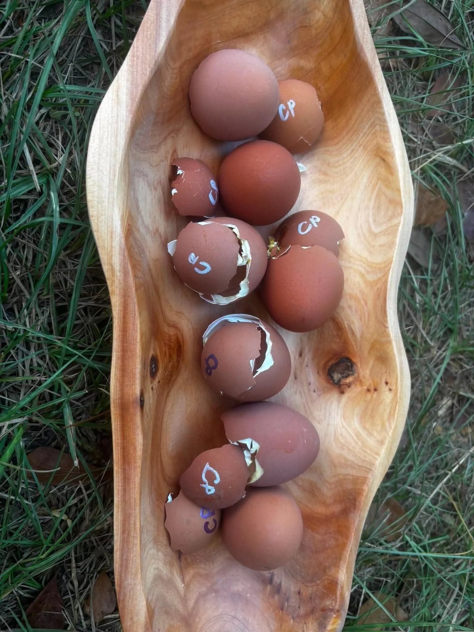 Crele Penedesenca Hatching Eggs
