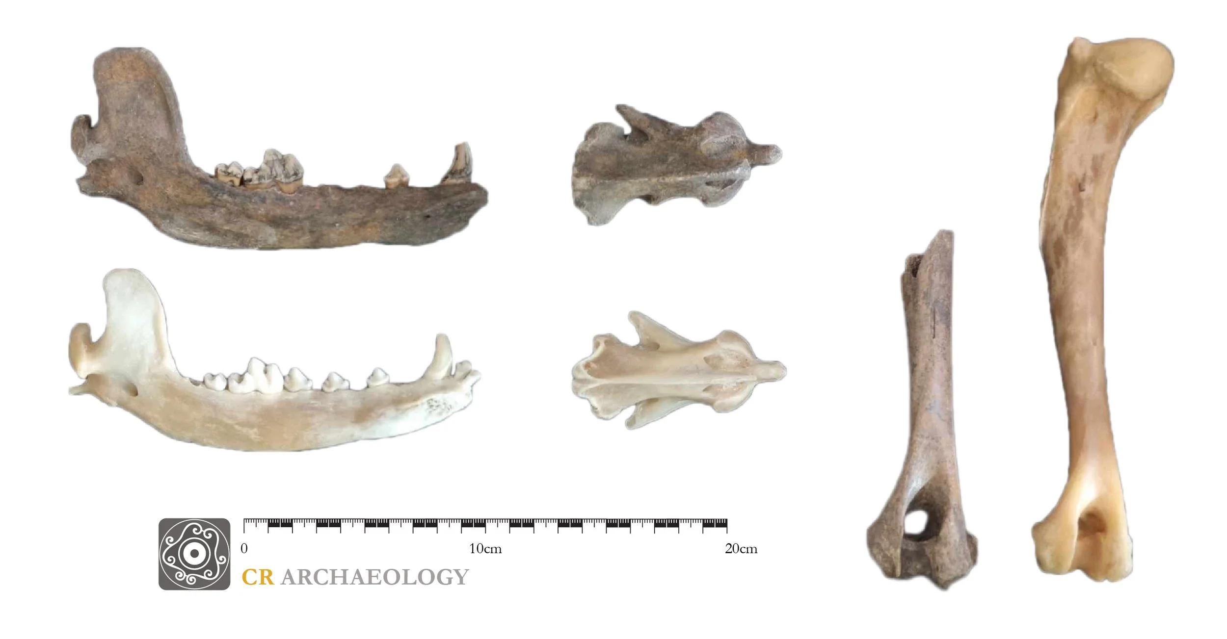 Dog bone_illustration&photography.jpg