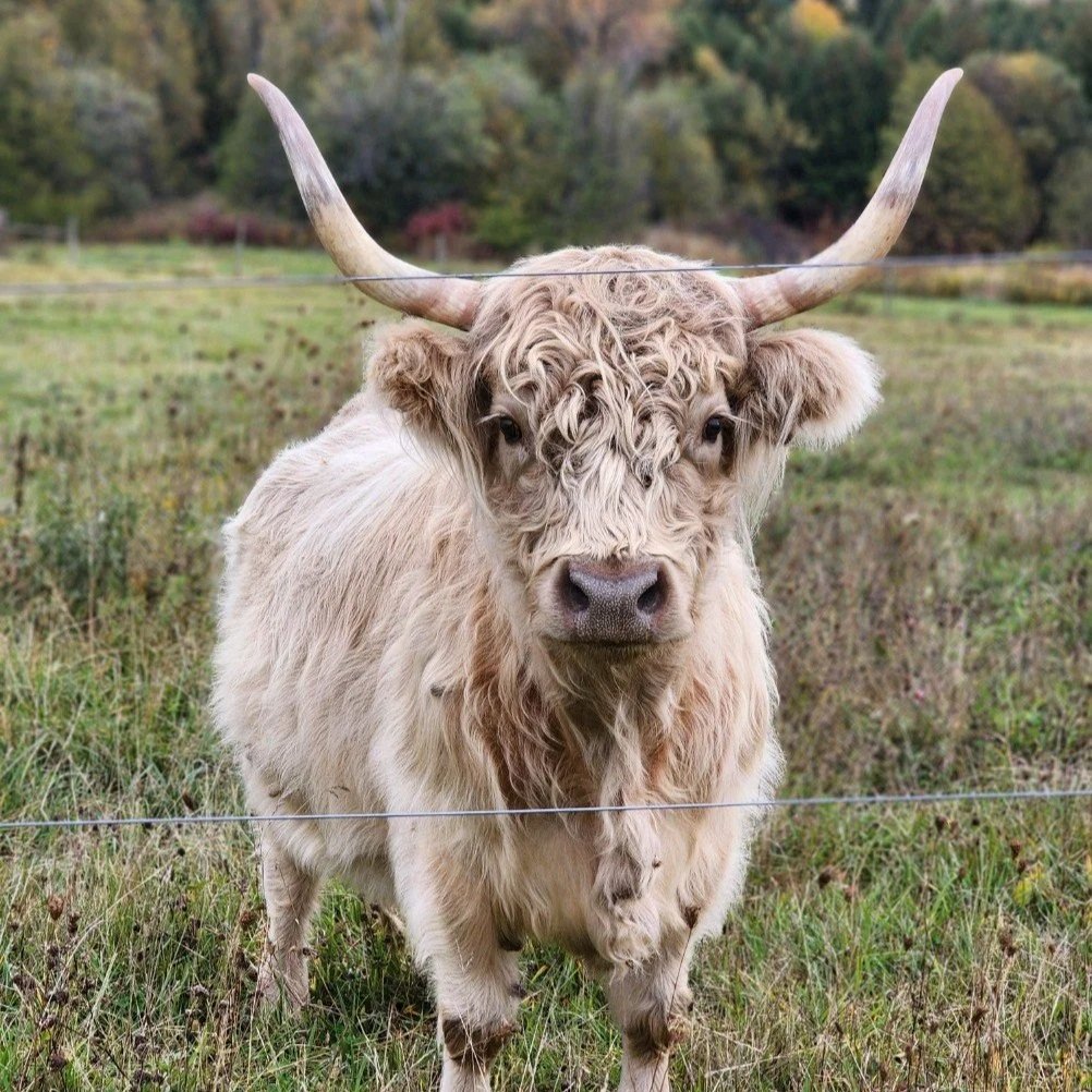 Highlander Cattle