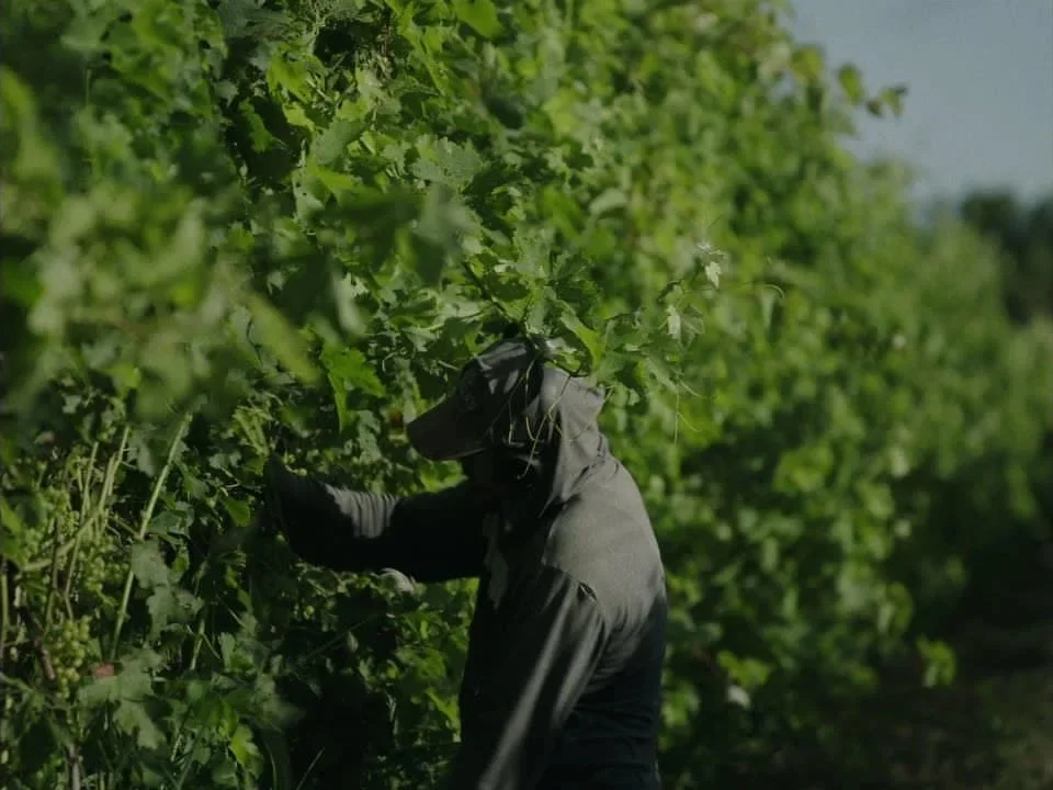 Vine Training and Canopy Management Methods for Premium Wines