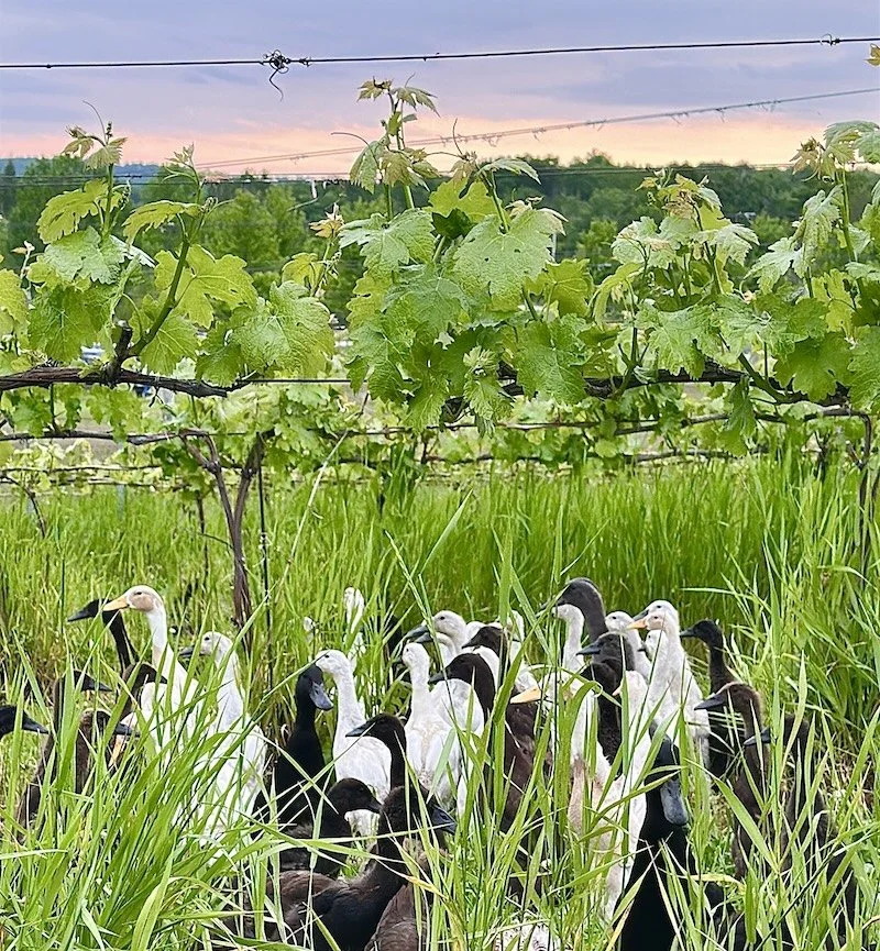 Runner Duck Pest Management 