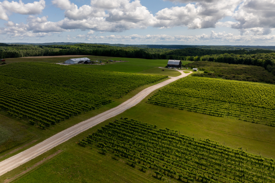 French Valley Vineyard