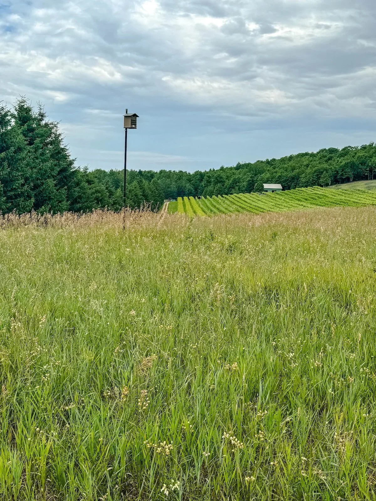 Kestrels in the Vineyard 