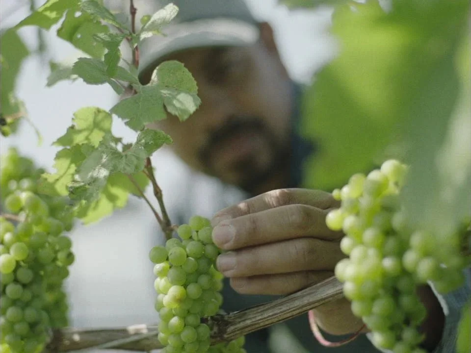 Our SIP Certified® Story