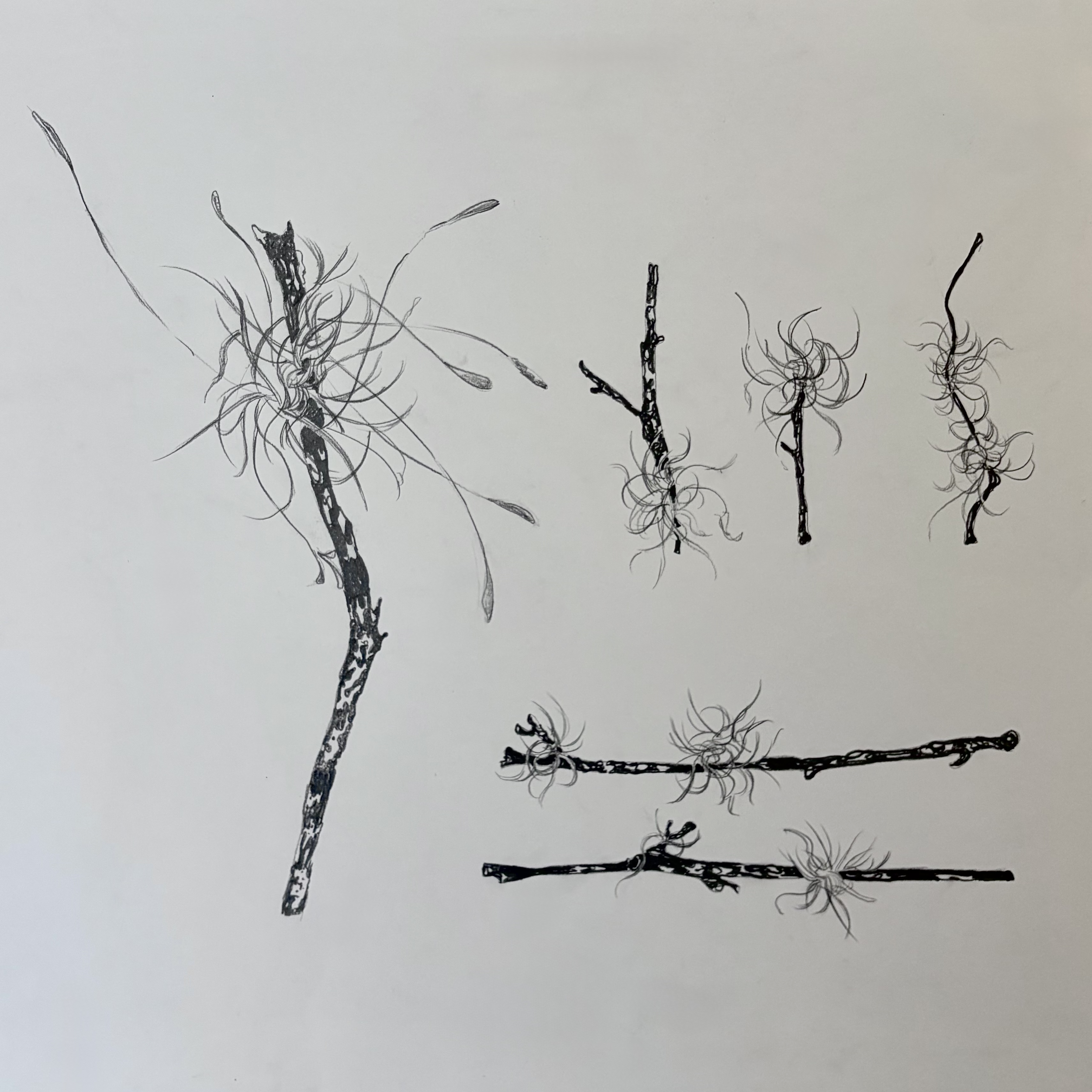 Ball Moss Study (2025)