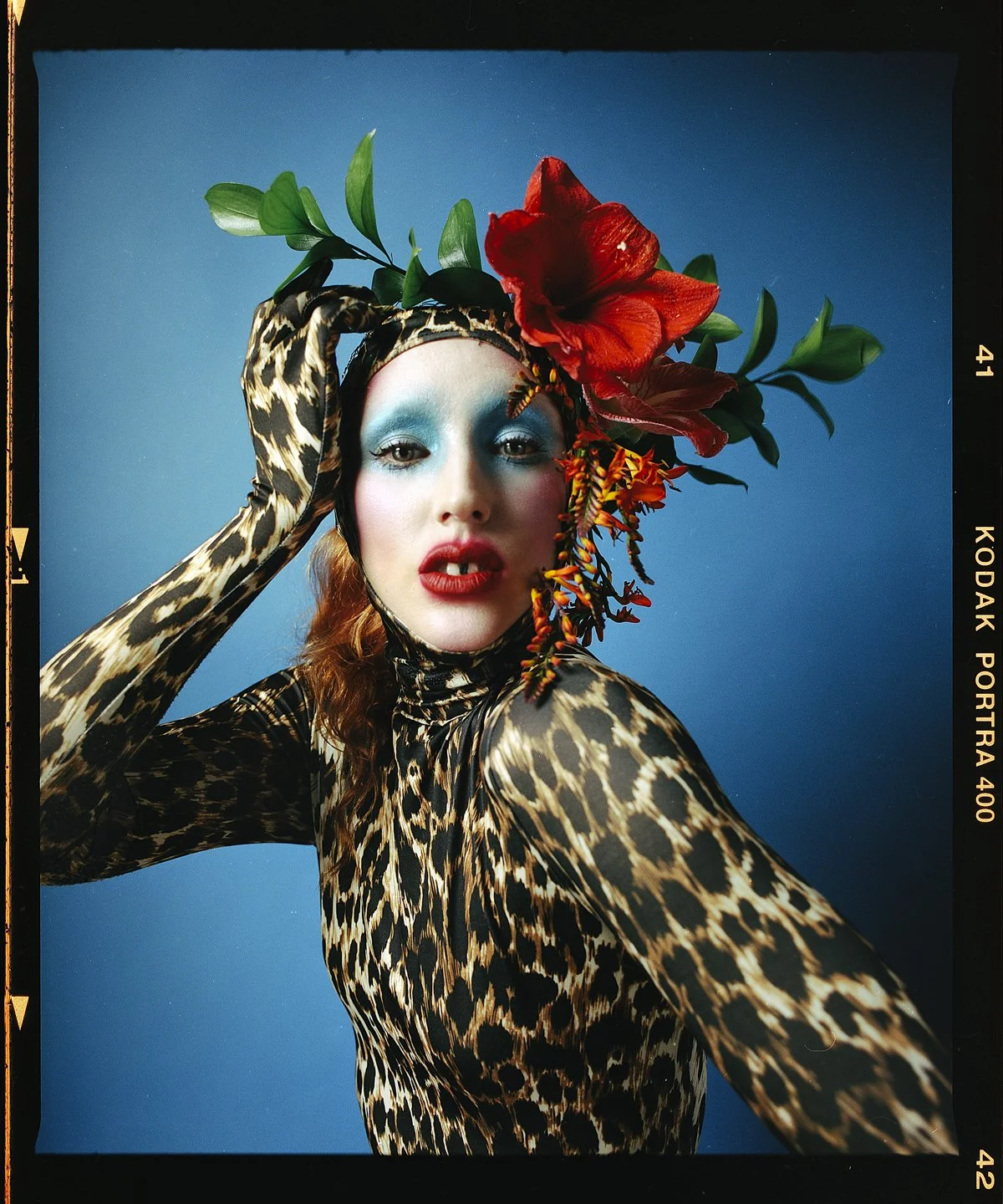 Studio beauty portrait: model in leopard print and gloves with red flowers in her hair, on blue