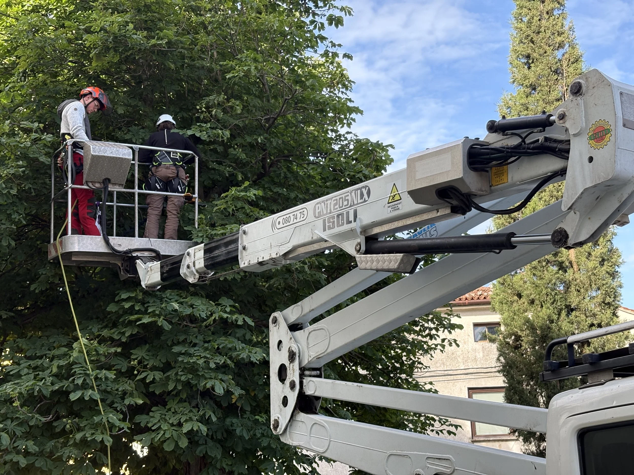 Pregled dreves v krošnjah