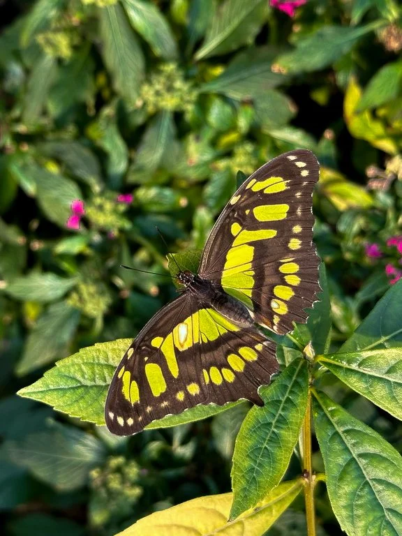 3D8E62A1-7424-4765-A859-9A4CF469EB9B_1_105_c.jpg