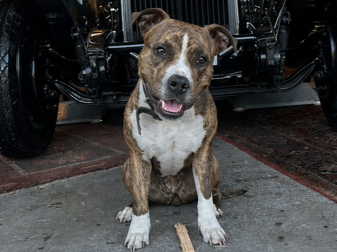 Nahaufnahme eines grauen Pitbull-Hundes mit halb gehobenem Ohr und leicht herausgestreckter Zunge, tragend ein Halsband, im Freien bei Sonnenuntergang.