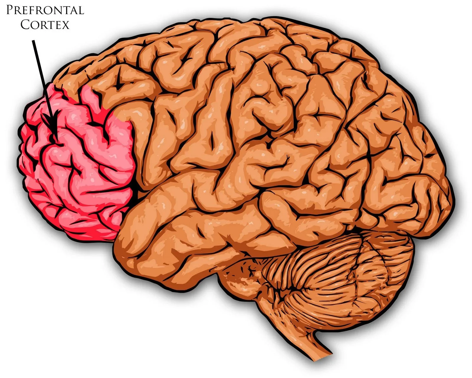 How Emotions Hijack Your Brain: Understanding Prefrontal Cortex Shutdown and Emotional Responses