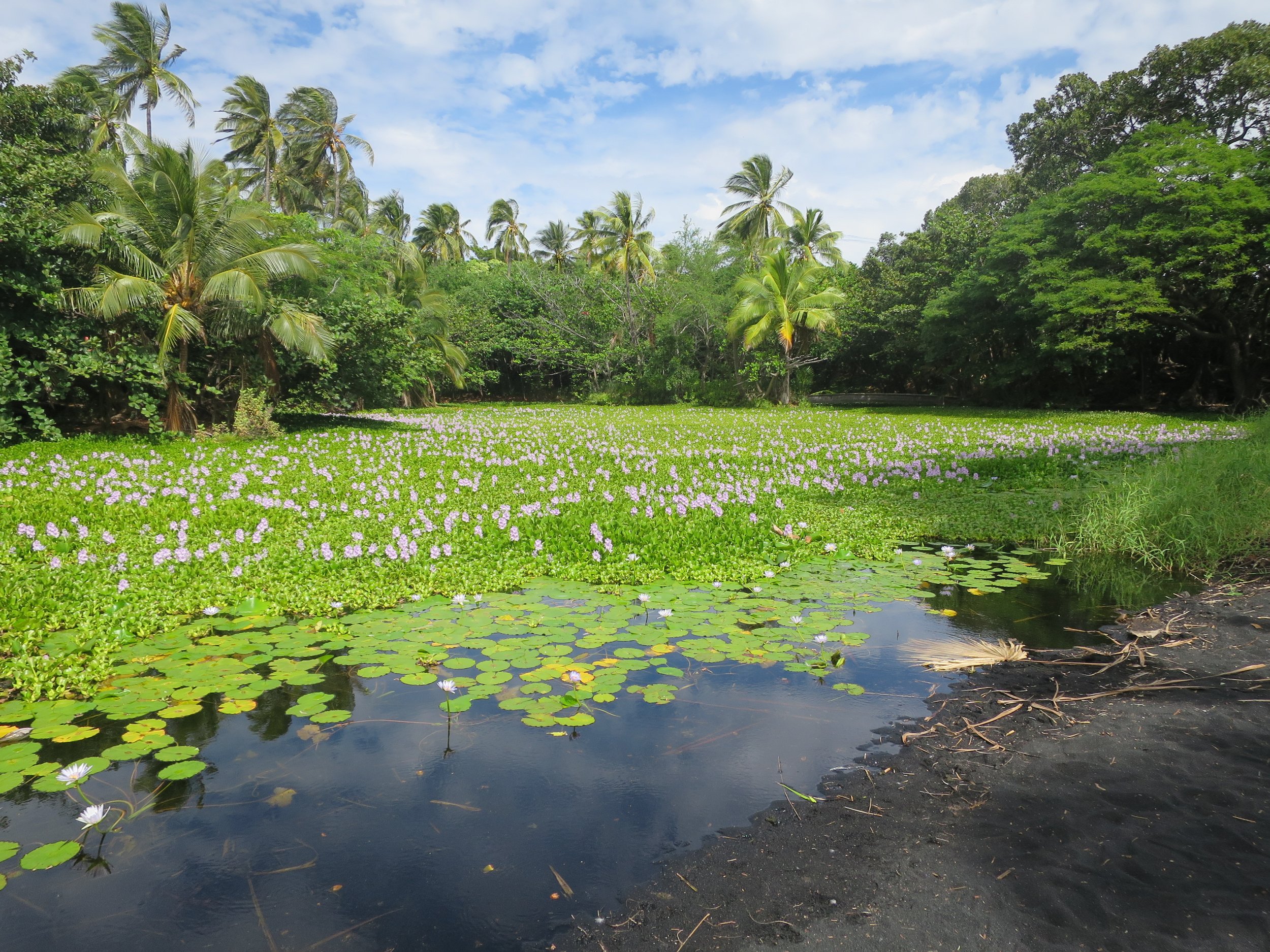 Water_hyacinths_at_Punaluu_Black_Sand_Beach_(II).jpeg