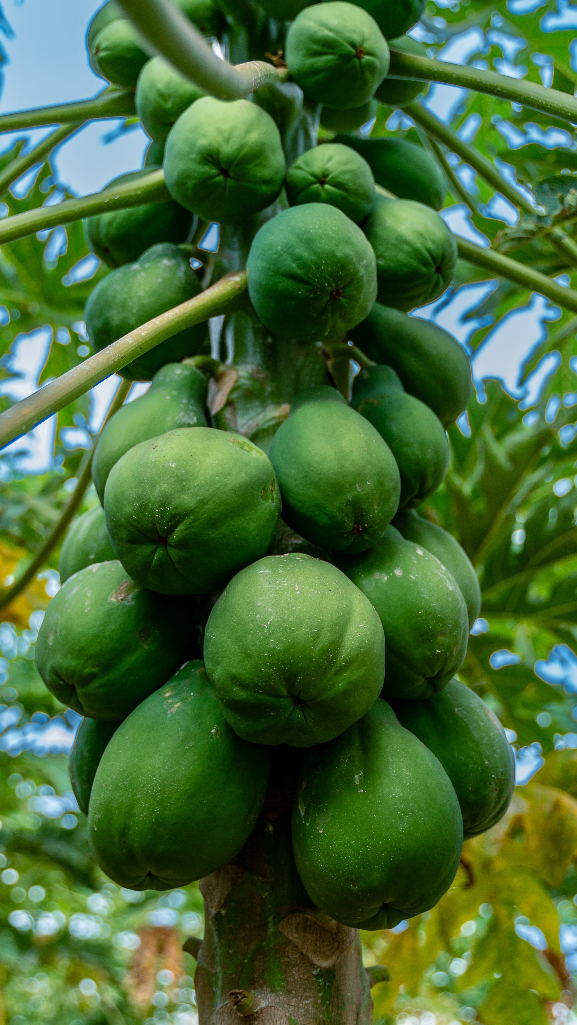 RWJF2024_COH_Molokai_PauoleMickey_1028_7031.jpeg