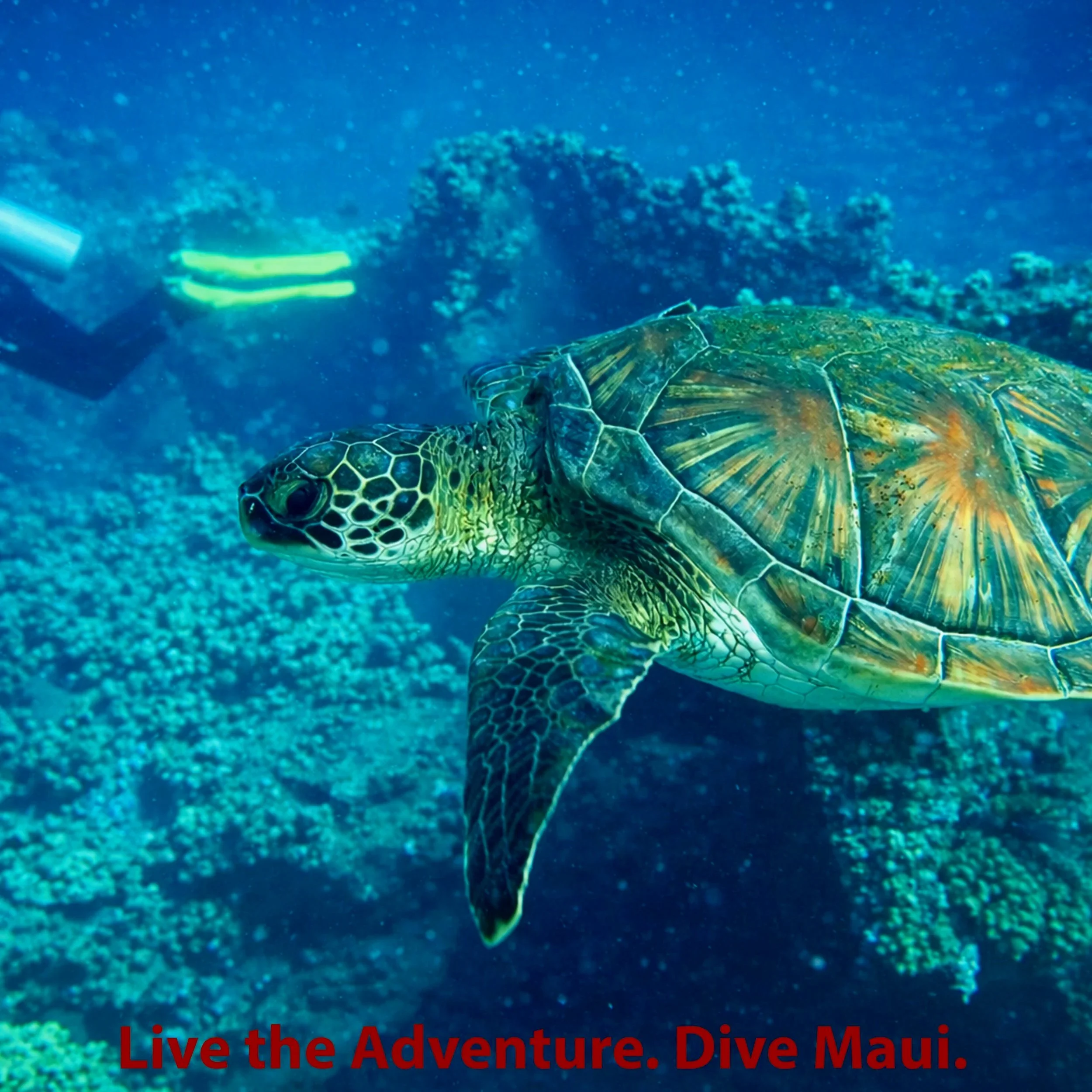 The Essential Pre-Dive Gear Check: Ensuring a Safe Scuba Experience 