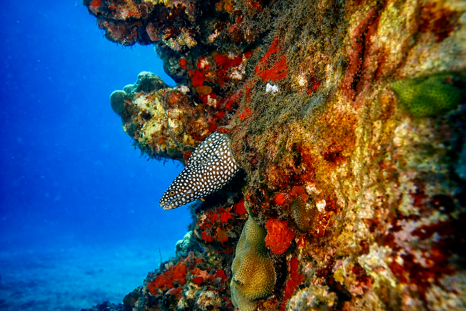 Exploring the Wonders of Scuba Diving in the Tropics