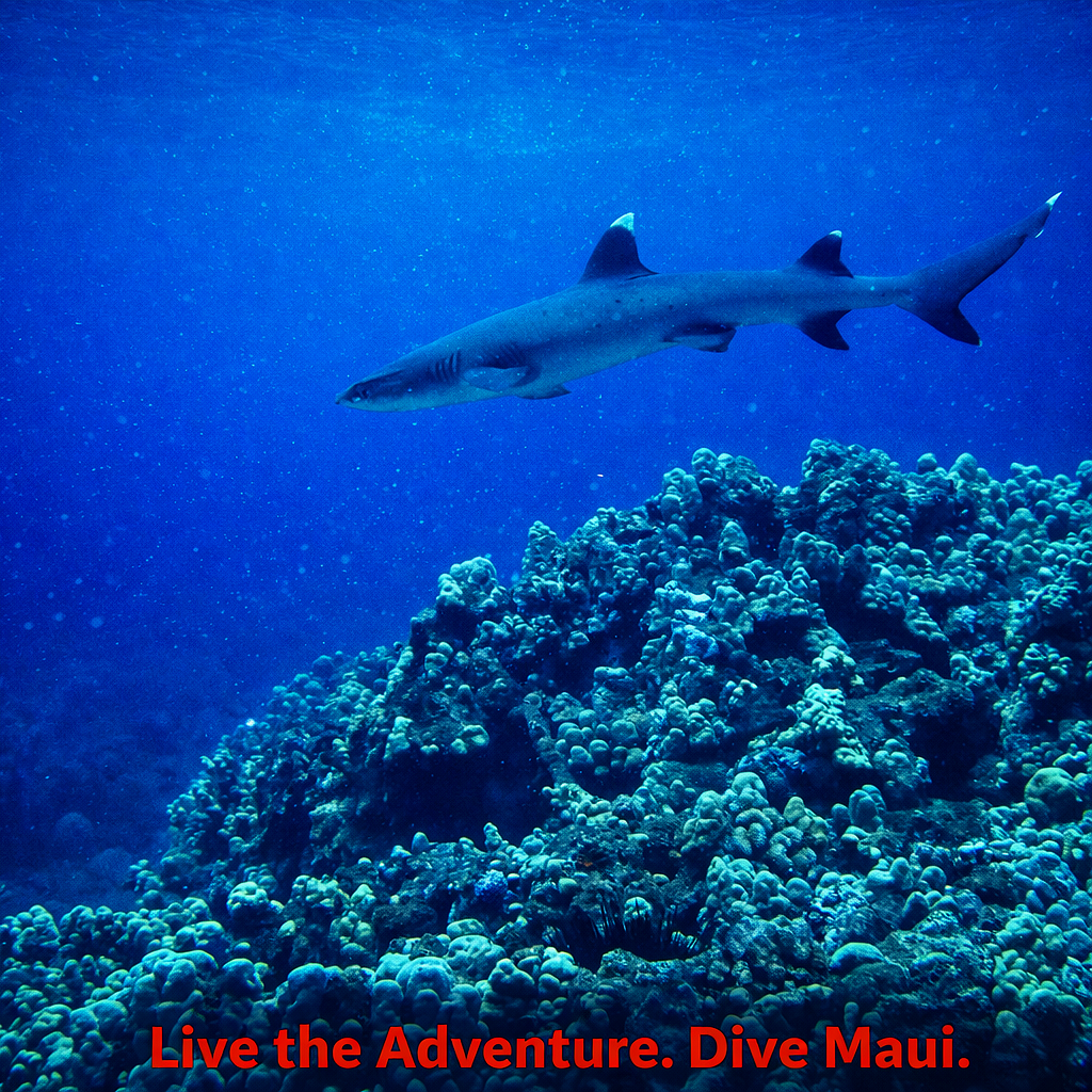 Happy Shark Encounters While Scuba Diving: A Dive into the Ocean’s Gentle Giants 