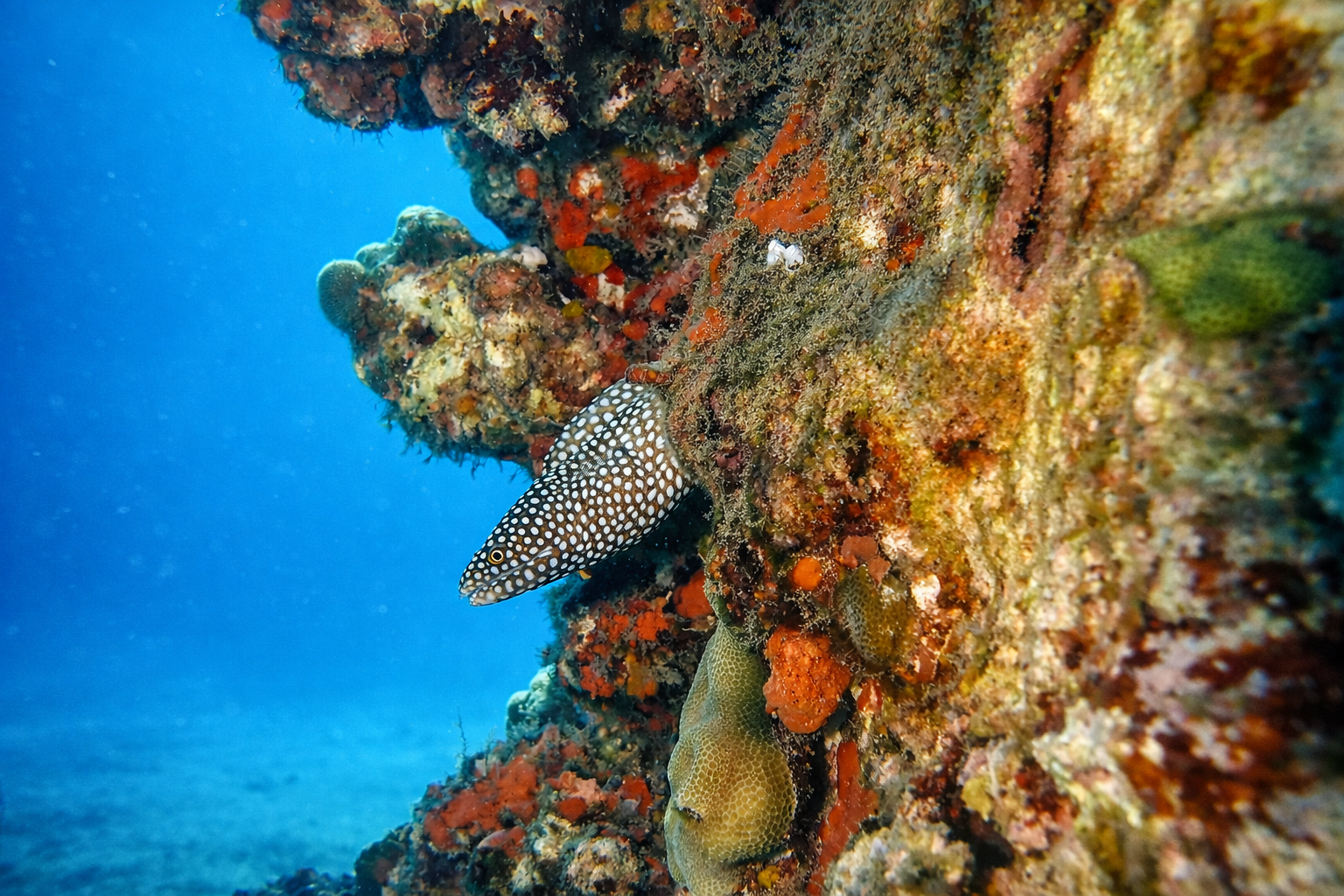 Spotted Moray Eel - Lurking Between the Colors