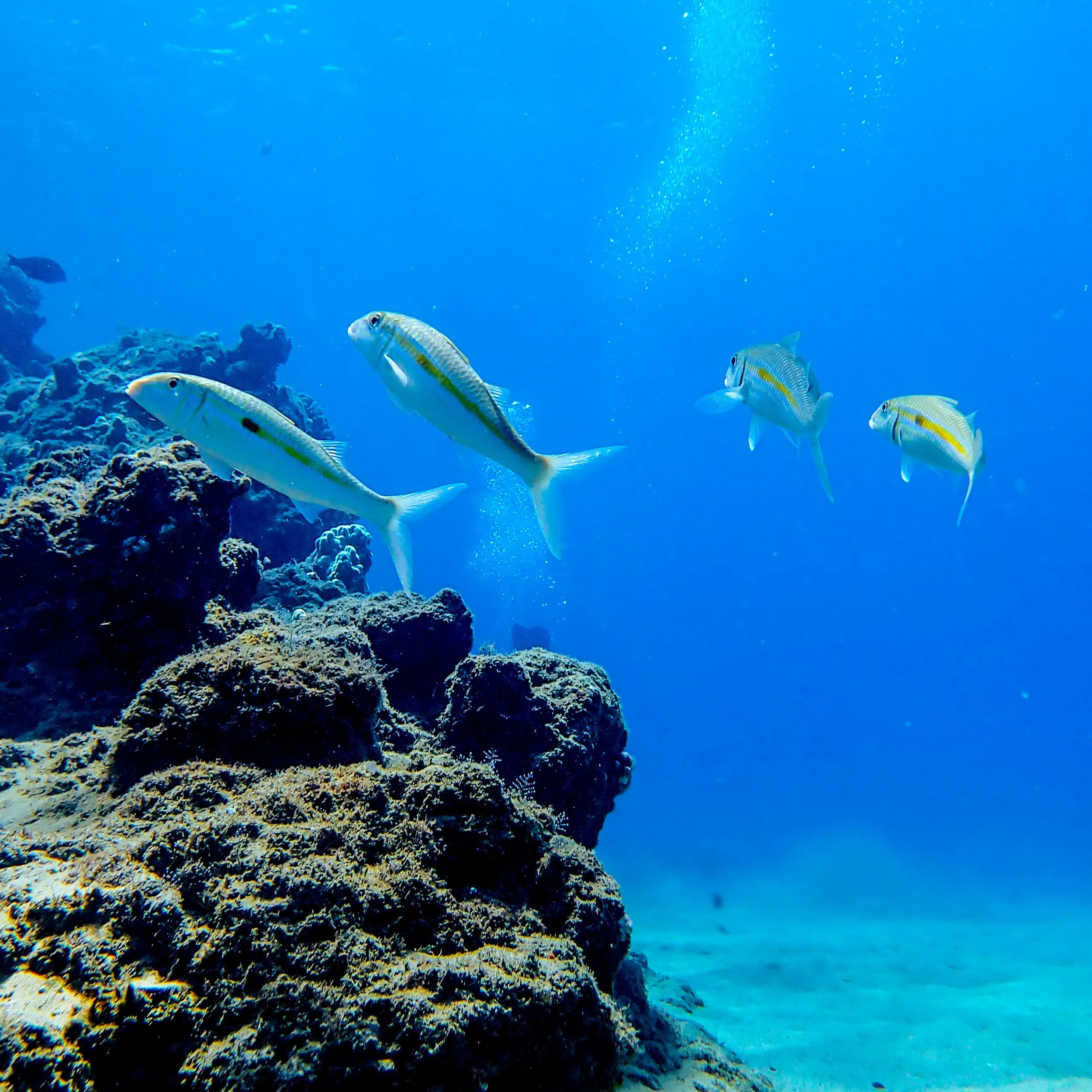 Yellow Goat Fish - Mustache on the Move
