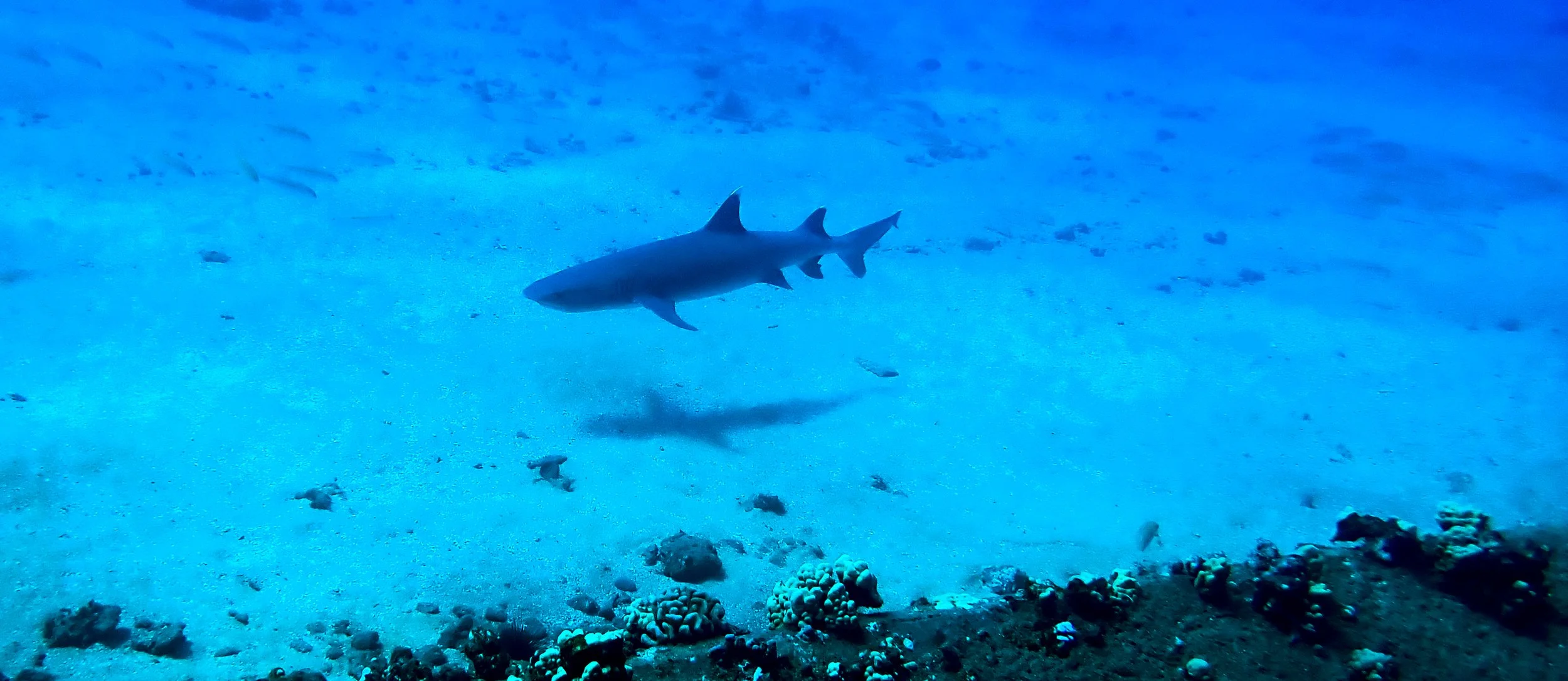 Whitetip Reef Shark - Cruising the Reef