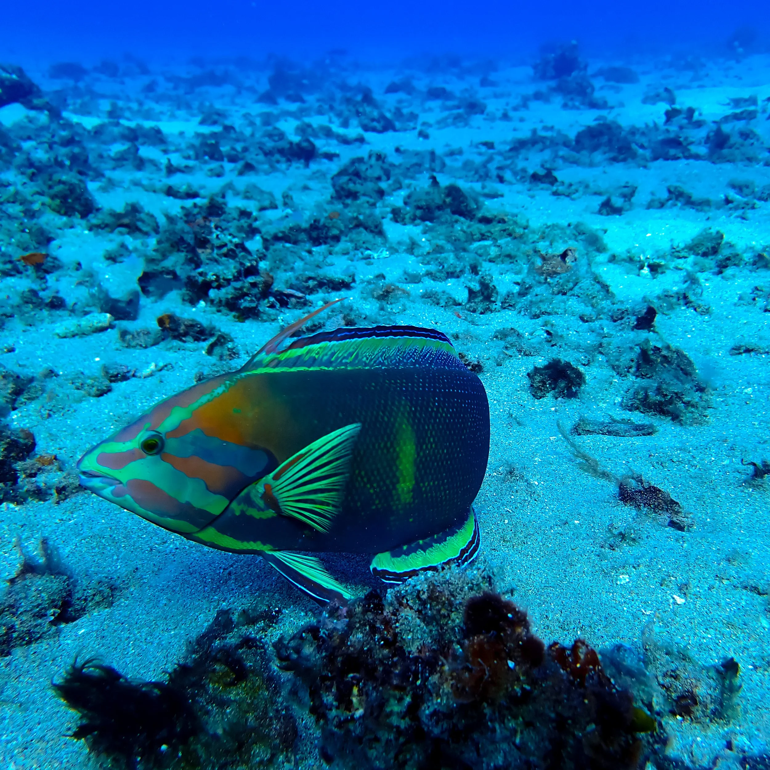Christmas Wrasse - When You’re This Bright, You Own It