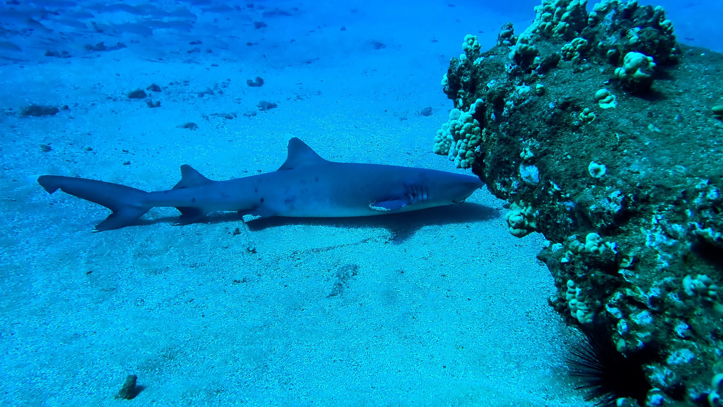 Whitetip Reef Shark - Even Apex Predators Take a Breather