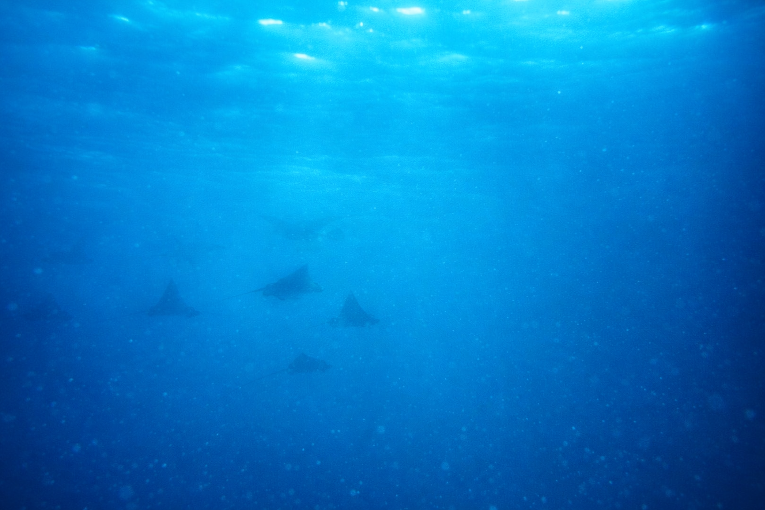 Spotted Eagle Ray - Silent Wings in Open Water