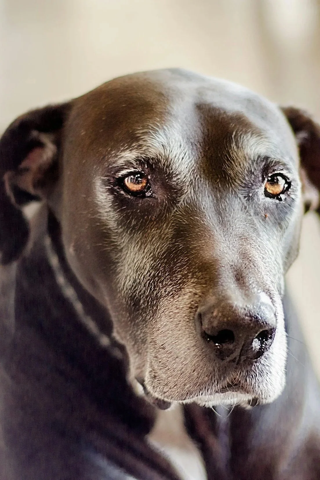 Senior dog with arthritis at Advanced Care Veterinary Services