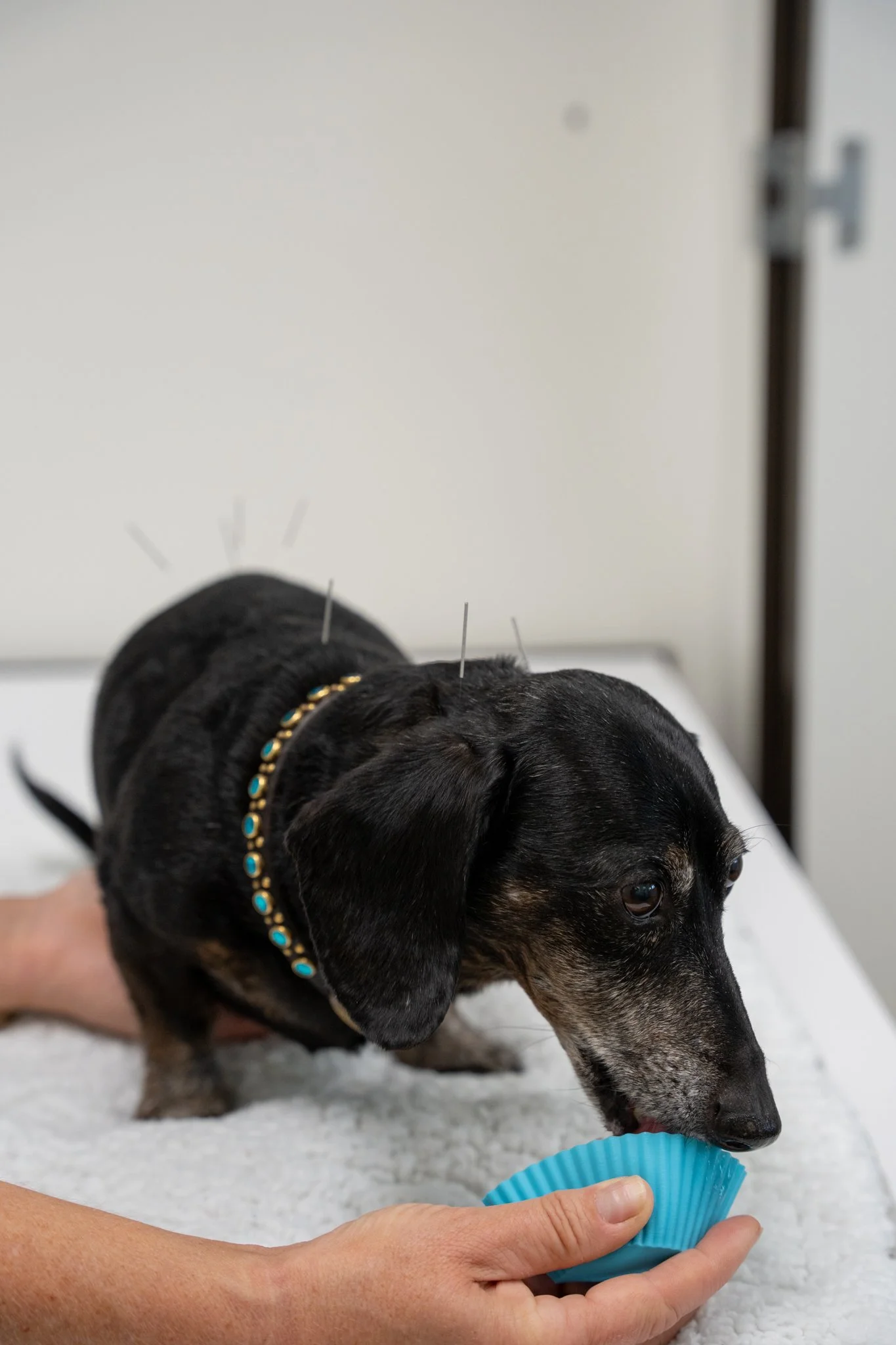 When Your Client Is Told “$20,000 Surgery or Euthanasia