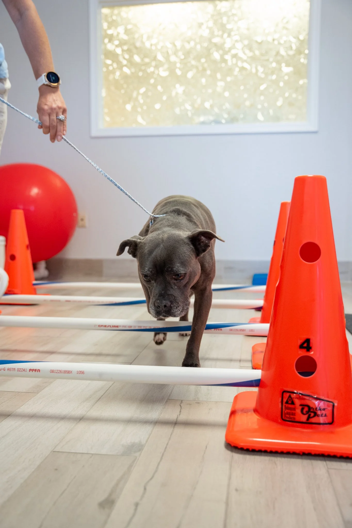 neurological rehabilitation dogs Carrollton TX