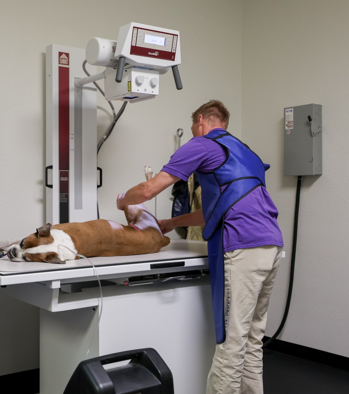 A veterinary technician preparing to take an X-ray of a dog lying on an X-ray table.