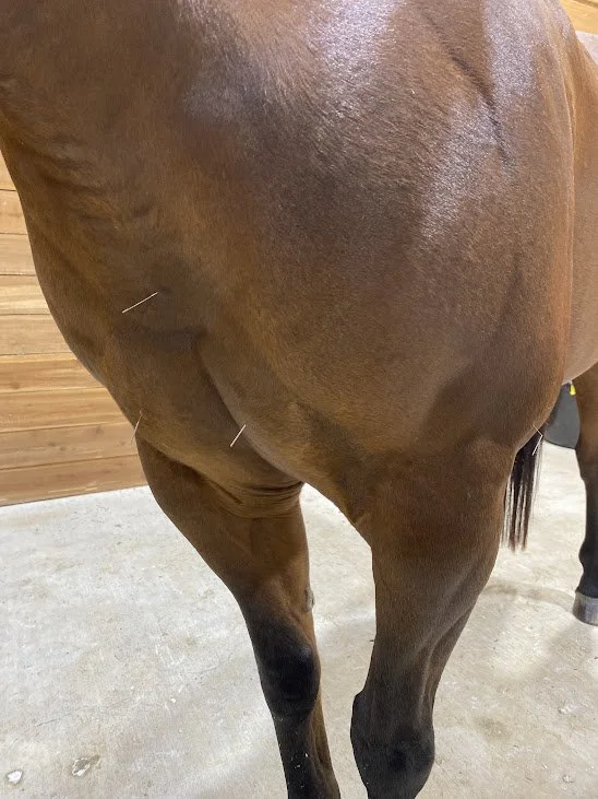 Horse receiving equine acupuncture treatment for pain relief