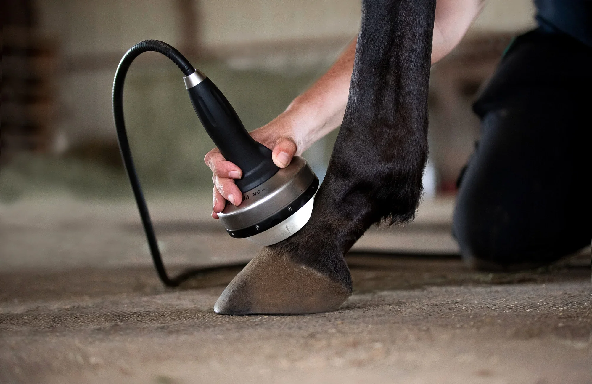 Shockwave therapy on horse leg for pain relief and lameness treatment in North Texas