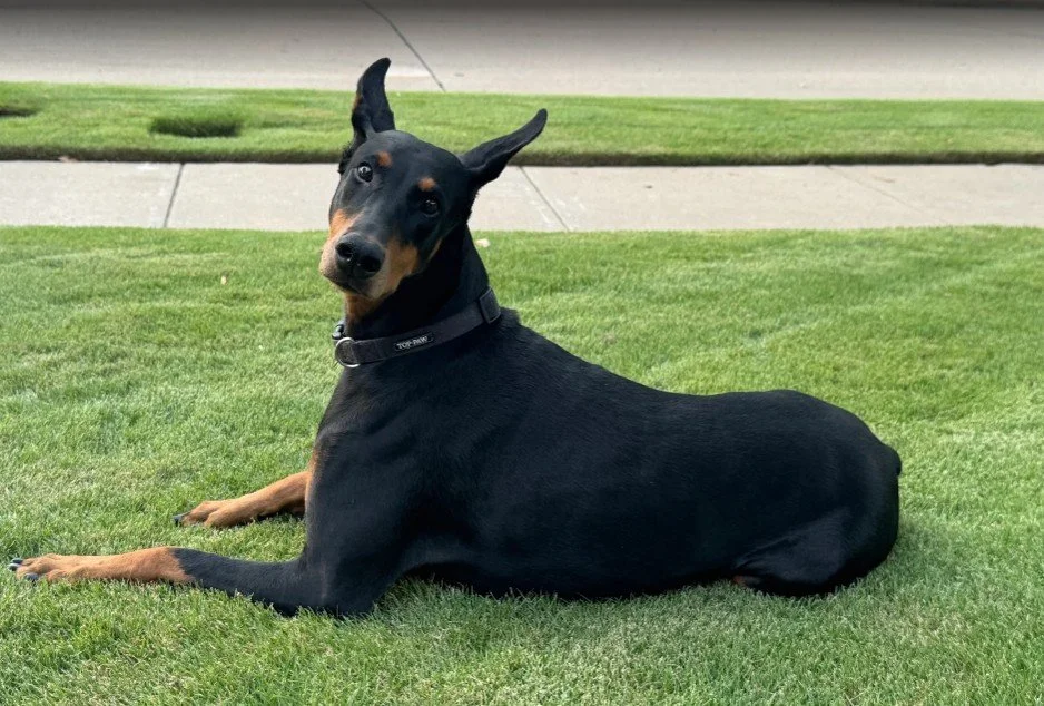 Doberman dog recovering after treatment pain management and dog rehab Carrollton TX