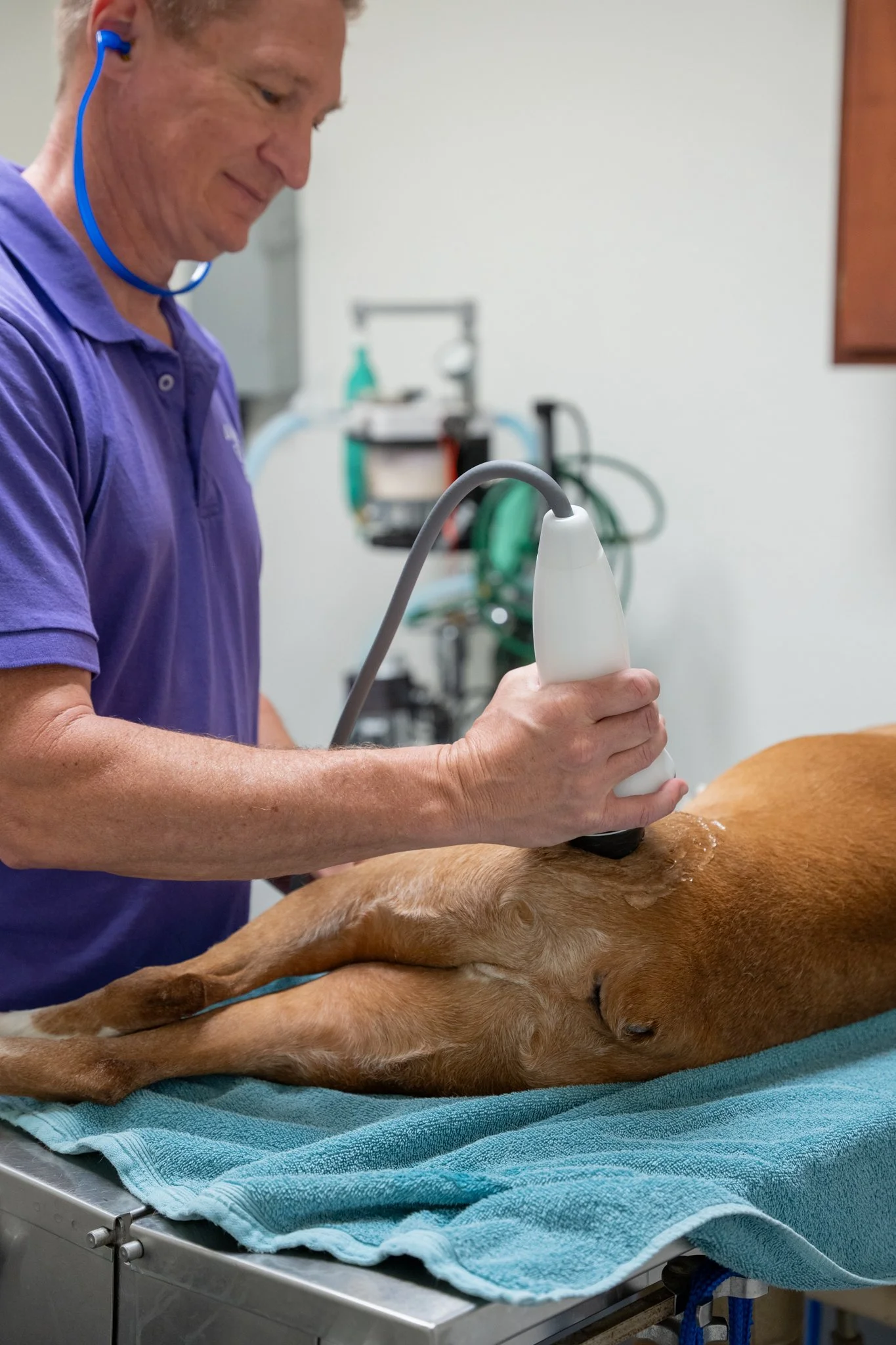 shockwave therapy for dogs veterinary pain management Dr Stramel Carrollton TX