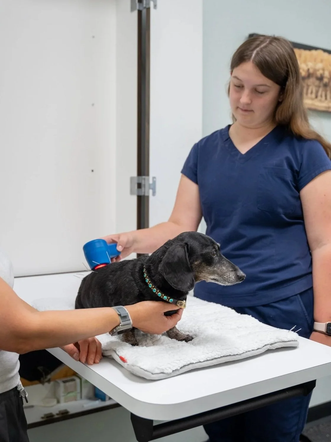 Dog back pain treatment with laser therapy at Advanced Care in Carrollton, TX