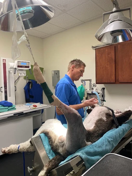 Veterinary TPLO procedure for cranial cruciate ligament injury in dogs – Carrollton, Texas specialty clinic