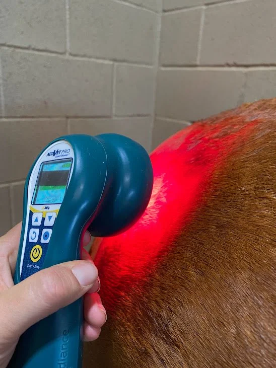 Equine laser therapy applied to horse using Multi Radiance device to reduce pain and inflammation