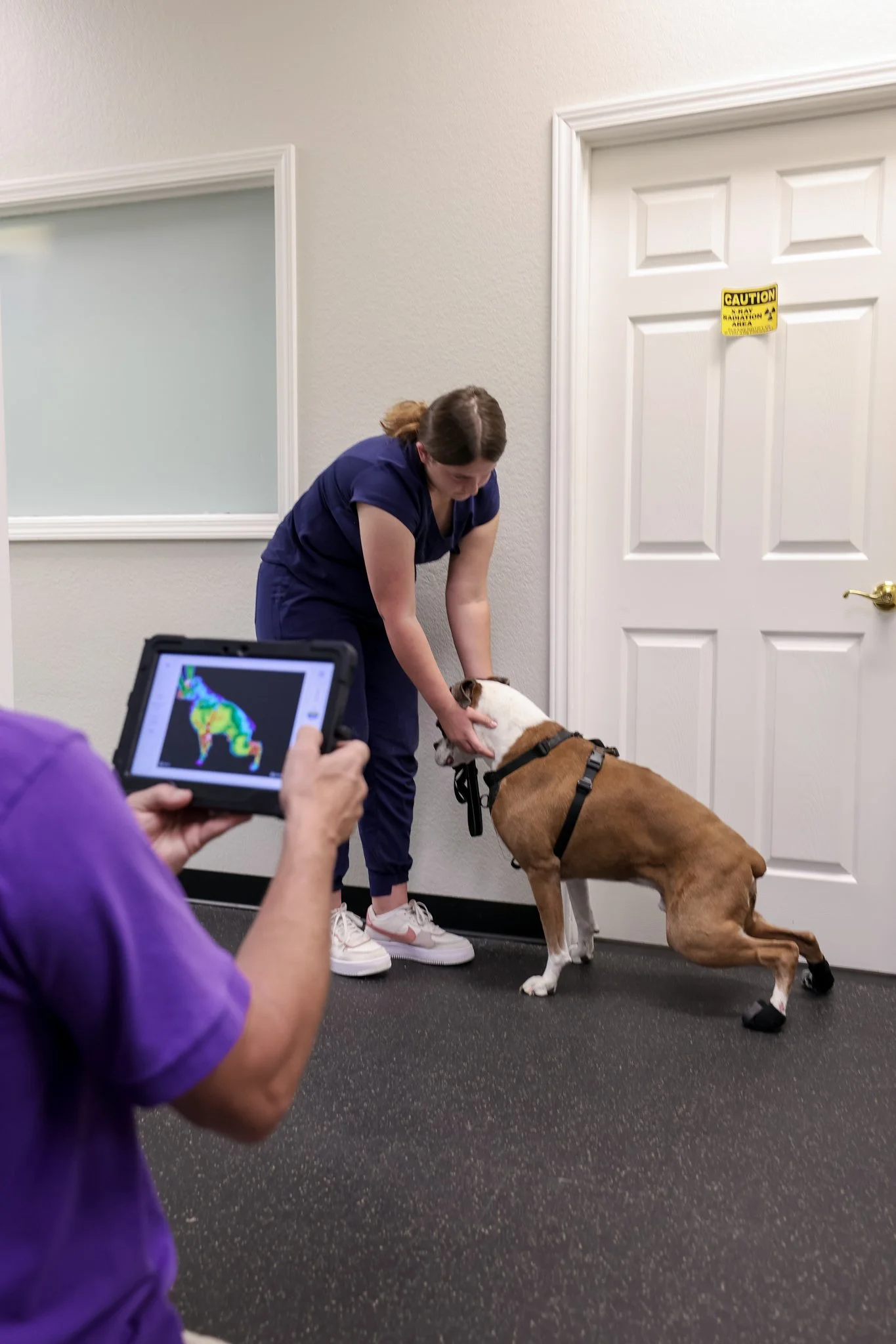 Dog with degenerative myelopathy during rehab assessment at Advanced Care in Carrollton, TX